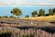 "Lavender villages" etkinliyi mənə Türkiyəni başqa şəkildə sevdirdi "Lavender villages" etkinliyi mənə Türkiyəni başqa şəkildə sevdirdi